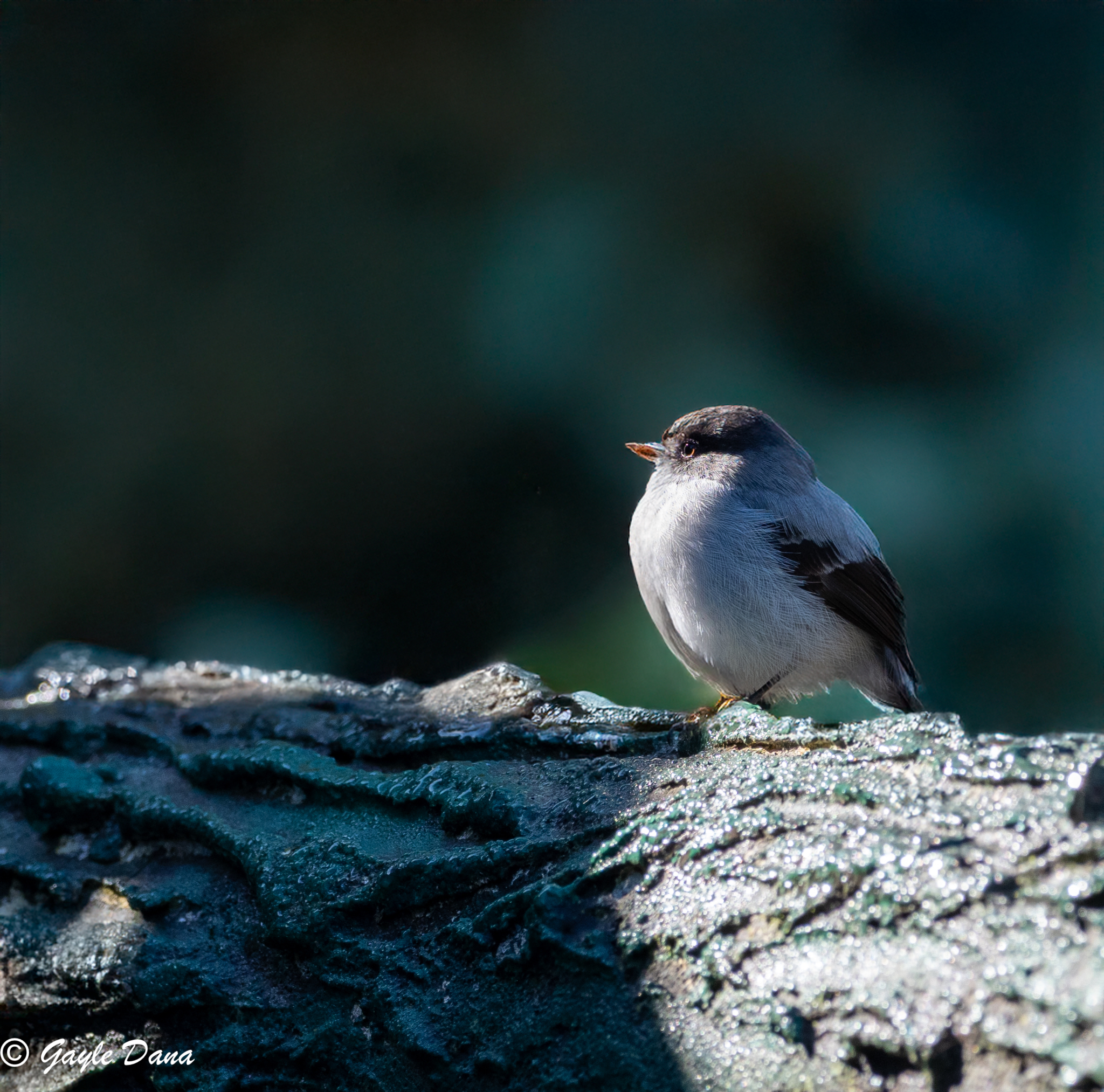 Torrent Tyrannulet
